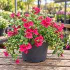 DIASCIA BARBERAE
