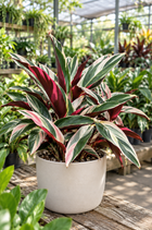 STROMANTHE SANGUINEA TRICOLOUR