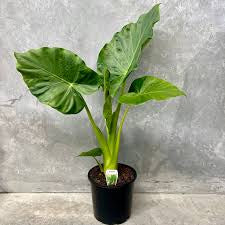 ALOCASIA MACRORRHIZOS GIANT ELEPHANTS EAR 200MM