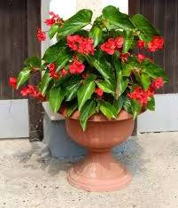BEGONIA DRAGON WING 250MM BASKETS Sydney's Plant Market