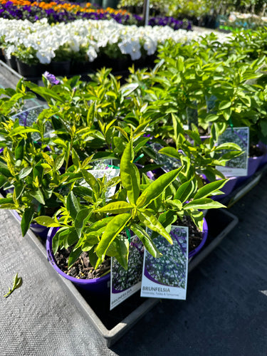 BRUNSFELSIA SWEET AND PETITIE 140MM Sydney's Plant Market