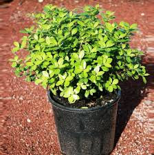 PITTOSPORUM GOLFBALL 200MM Sydney's Plant Market