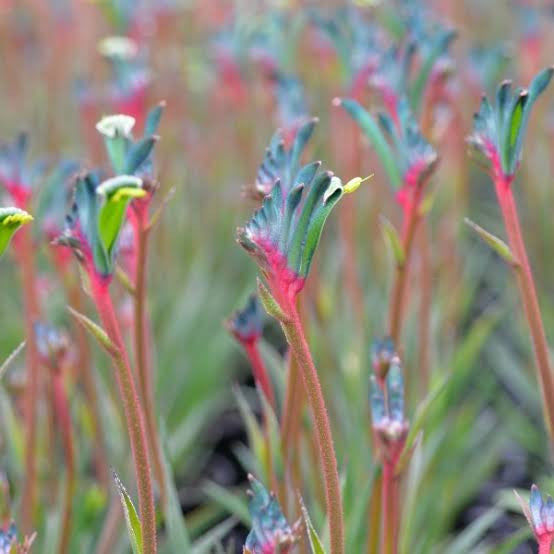 ANIGOZANTHOS FIREWORKS - KANGAROO PAW