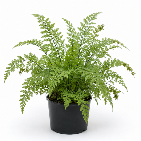 ASPLENIUM BULBIFERUM 'HEN & CHICKEN FERN'