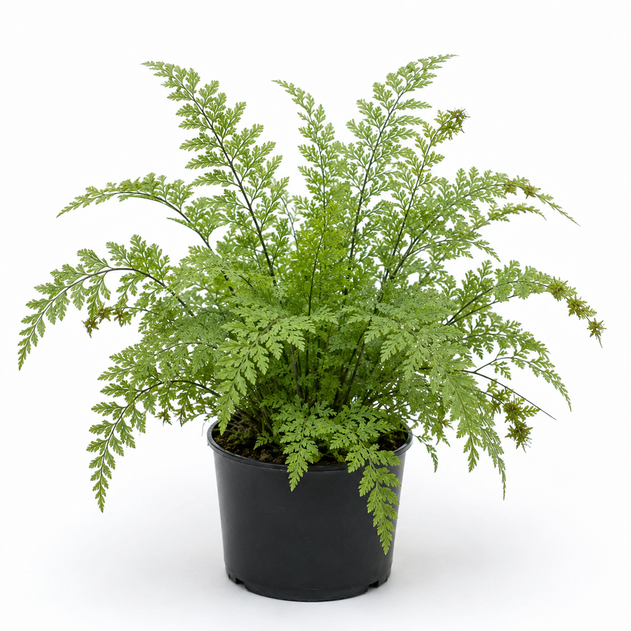 ASPLENIUM BULBIFERUM 'HEN & CHICKEN FERN'
