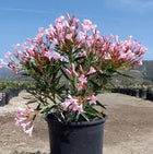 NERIUM OLEANDER DWARF PINK 200MM Sydney's Plant Market