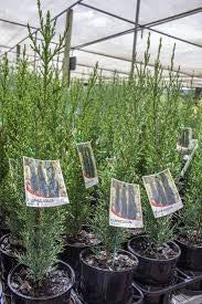 CUPRESSUS GLAUCA 140MM Sydney's Plant Market