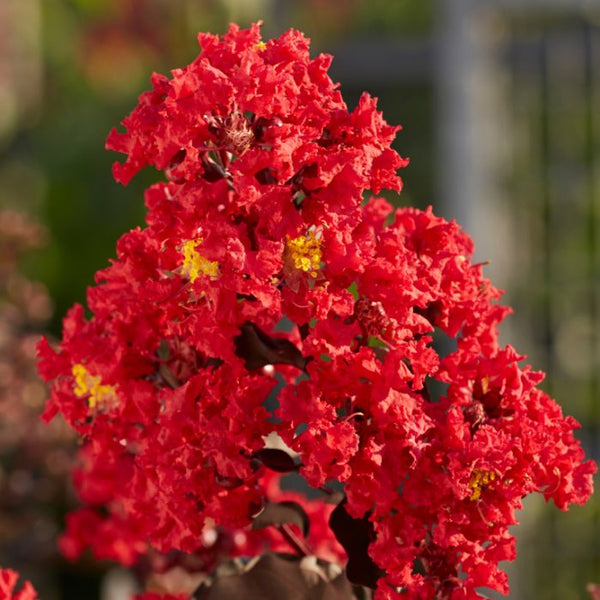 LAGERSTROEMIA DIAMONDS IN THE DARK 'BEST RED'