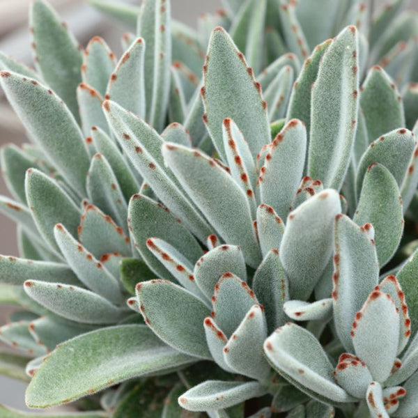 KALANCHOE TOMENTOSA