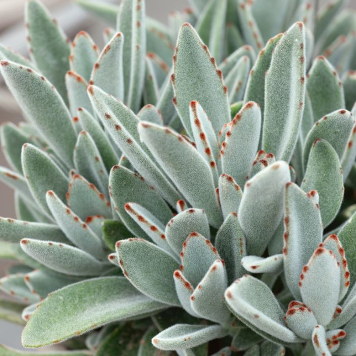 KALANCHOE TOMENTOSA