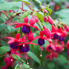 FUCHSIA MIXED 140MM Sydney's Plant Market