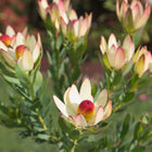 LEUCADENDRON SUMMER FLAME