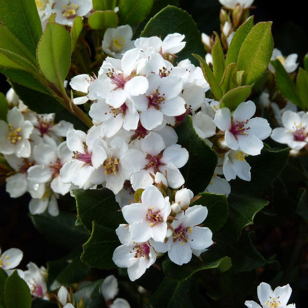 RHAPHIOLEPSIS 'ORIENTAL PEARL'