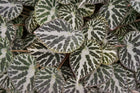 BEGONIA SILVER JEWELS