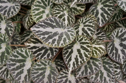 BEGONIA SILVER JEWELS