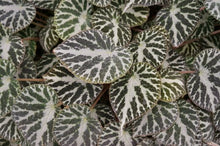 Load image into Gallery viewer, BEGONIA SILVER JEWELS
