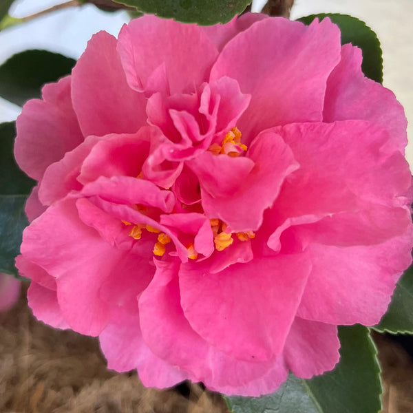 CAMELLIA MARGE MILLER