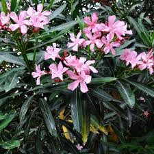 NERIUM OLEANDER DWARF PINK 200MM Sydney's Plant Market
