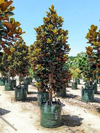 TEDDY BEAR MAGNOLIA 45L Sydney's Plant Market