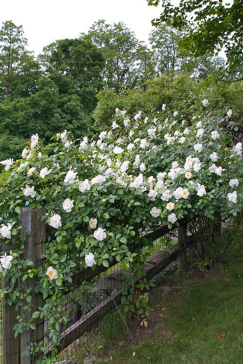 WHITE ICEBERG CLIMBING ROSE