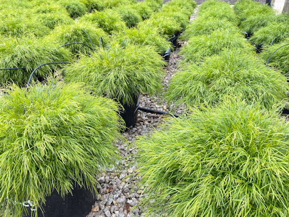 ACACIA COGNATA LIMELIGHT