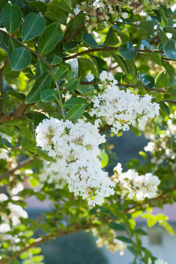 LAGERSTROEMIA ACOMA Sydney's Plant Market