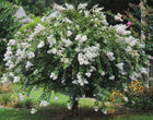 LAGERSTROEMIA ACOMA Sydney's Plant Market