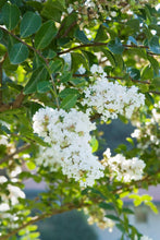 Load image into Gallery viewer, LAGERSTROEMIA ACOMA
