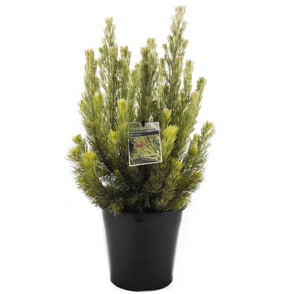 ADENANTHOS SERICEA SELECT Sydney's Plant Market