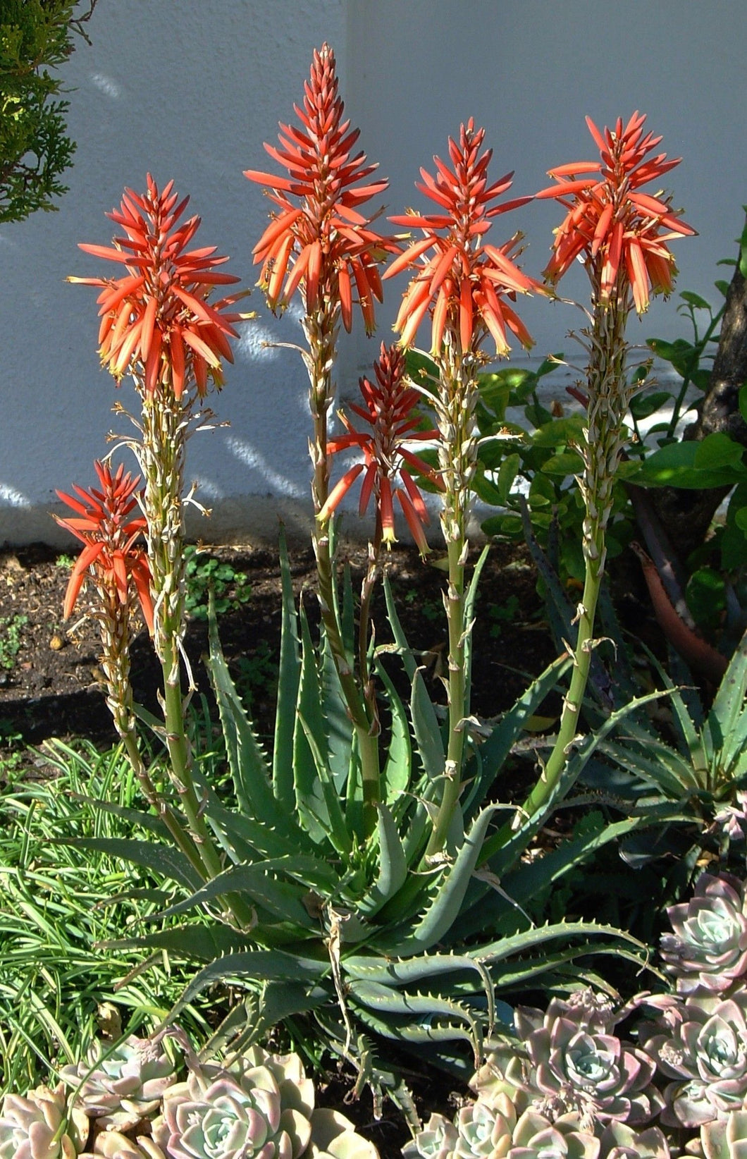 ALOE SEA URCHIN