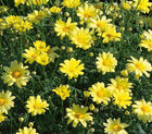 ARGYRANTHEMUM - FEDERATION DAISY (ASSORTED COLOURS) Sydney's Plant Market