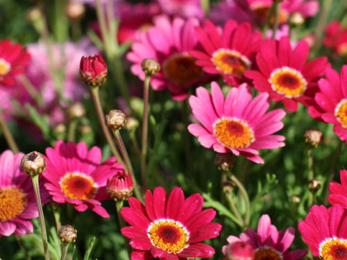 ARGYRANTHEMUM - FEDERATION DAISY (ASSORTED COLOURS) Sydney's Plant Market