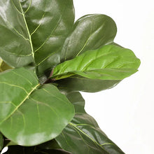 Load image into Gallery viewer, ARTIFICIAL FIDDLE LEAF TREE 183CM
