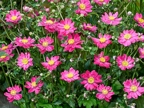 ANEMONE FANTASY AURORA Sydney's Plant Market