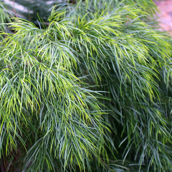 ACACIA COGNATA LIMELIGHT
