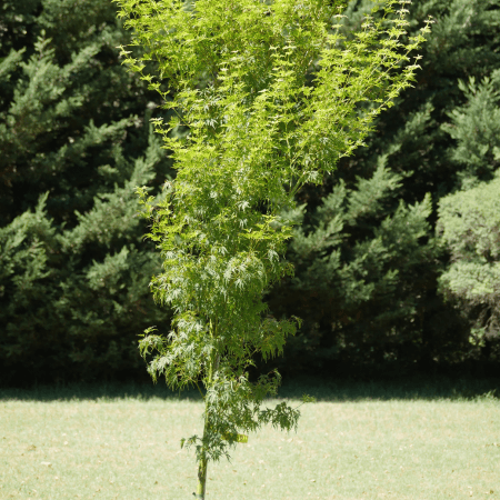 ACER PALMATUM 'DISSECTUM SEIRYU' UPRIGHT