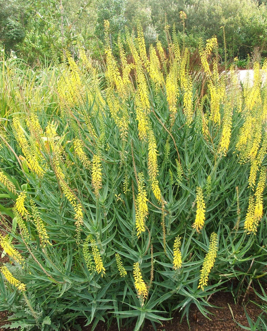ALOE SPP. ASSORTED YELLOW