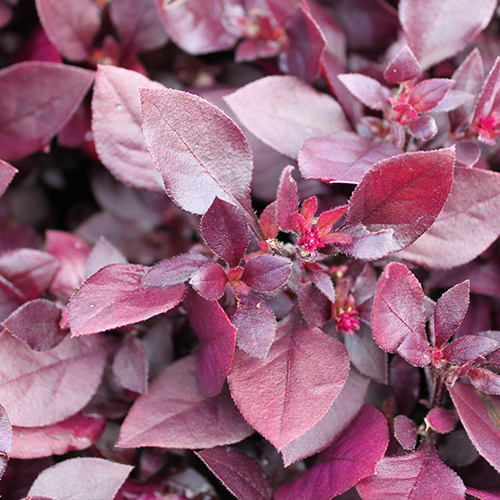 LITTLE MAROON