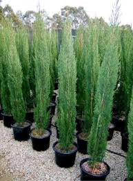 JUNIPERUS SKYROCKET 300MM Sydney's Plant Market