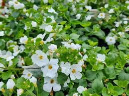 BACOPA ABUNDA WHITE Sydney's Plant Market