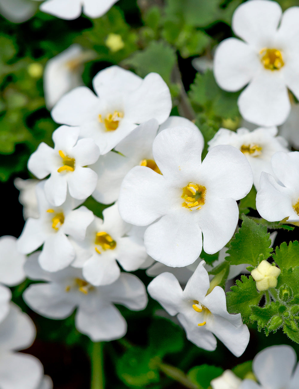 SUTERA CORDATA BACOPA 'MEGACOPA WHITE'
