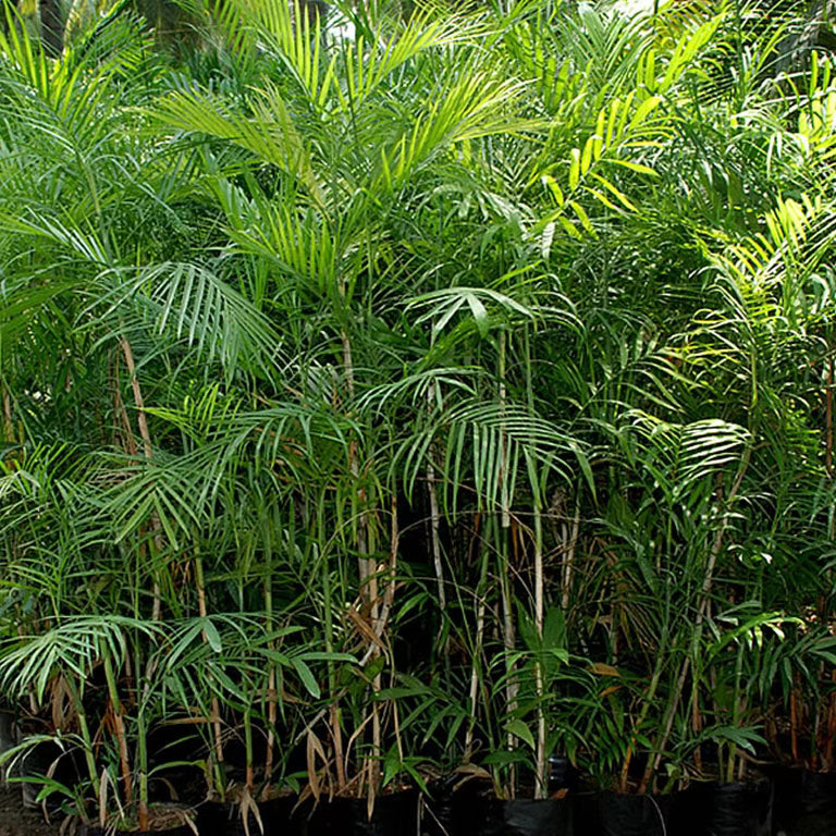 CHAMAEDORA SEIFRIZII - BAMBOO PALM