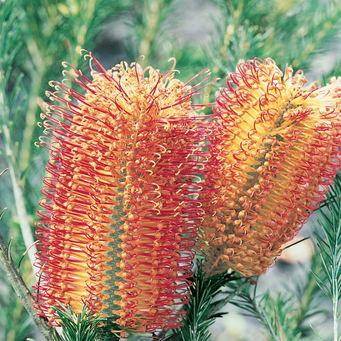 BANKSIA BIRDSONG