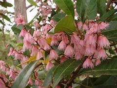 ELAEOCARPUS RETICULATUS 200MM Sydney's Plant Market