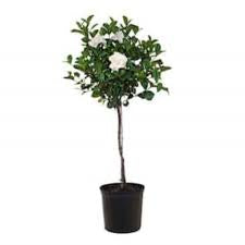 GARDENIA FLORIDA STANDARD 250MM Sydney's Plant Market