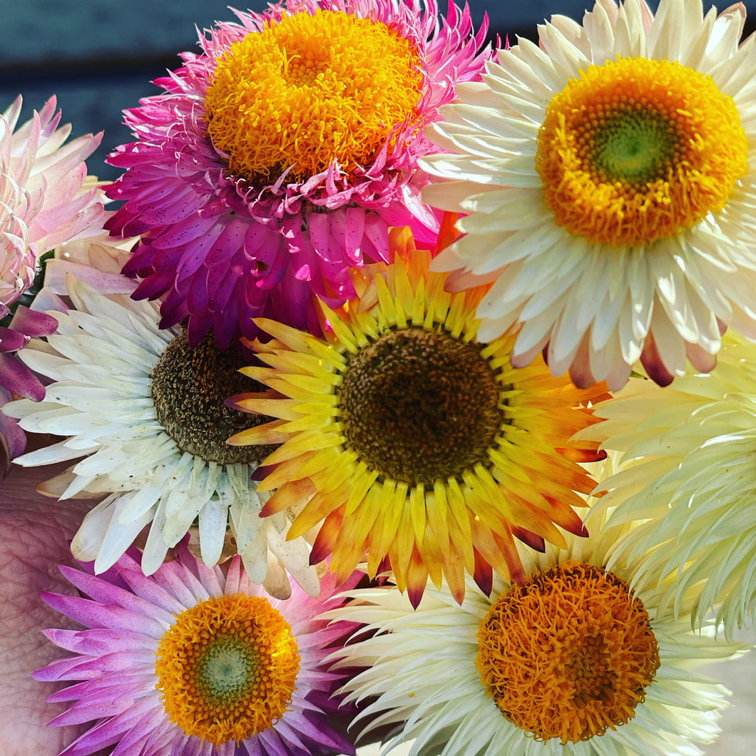 BRACTEANTHA PAPER DAISY