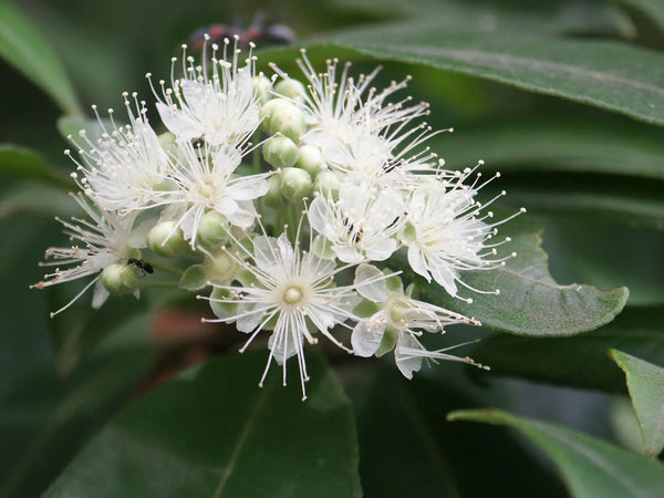 BACKHOUSIA CITRIODORA - LEMON SCENTED MYRTLE