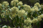 BACKHOUSIA CITRIODORA - LEMON SCENTED MYRTLE