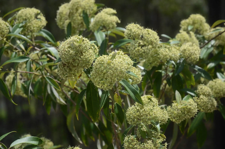 BACKHOUSIA CITRIODORA - LEMON SCENTED MYRTLE