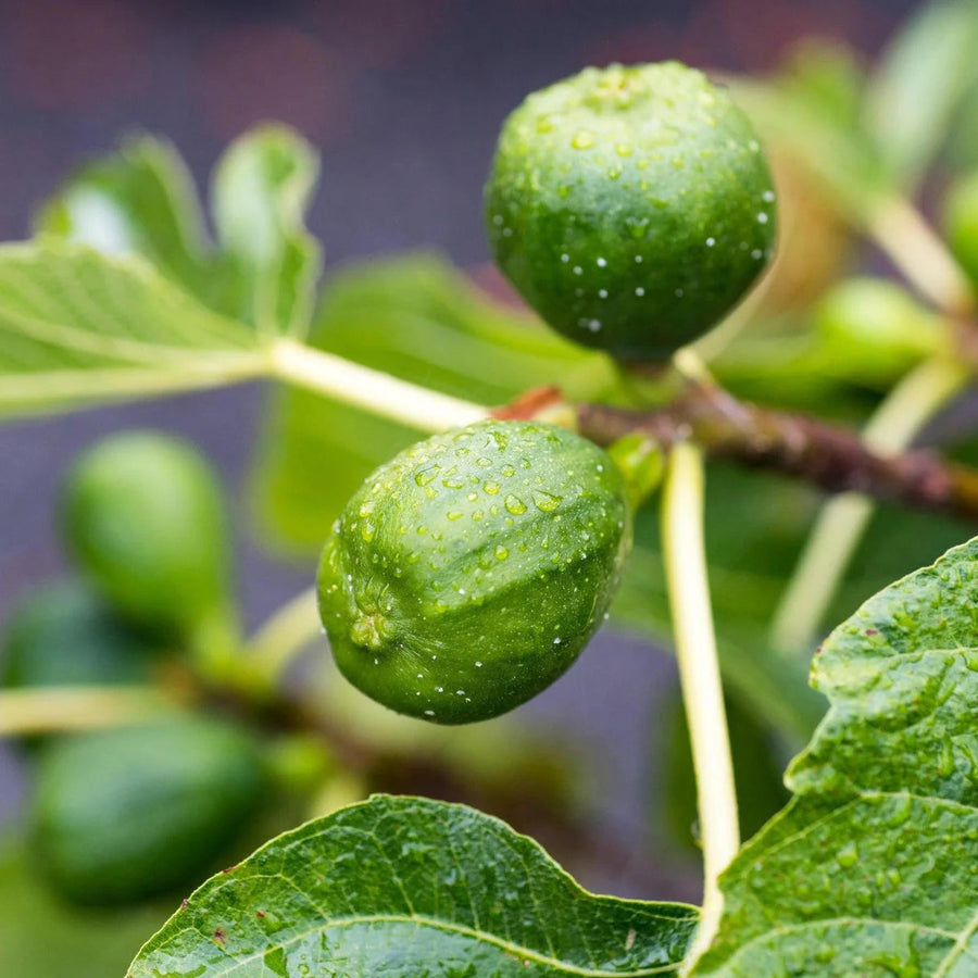FICUS CARICA 'BLACK GENOA FIG' TREE Sydney's Plant Market